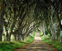 Image result for Northern Ireland Tree Path From Game of Thrones