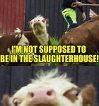 Image result for Evil Cow Meme