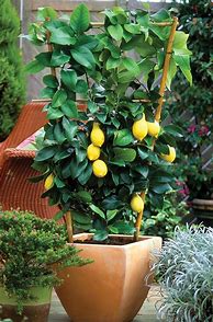 Image result for Growing Citrus Trees in Pots