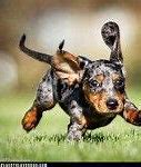 Image result for Dachshund Puppies Colors