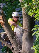 Image result for There I Fixed It Tree Trimming