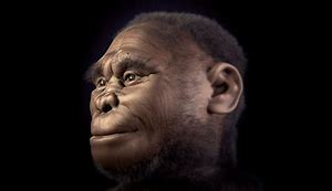 Image result for Homo Floresiensis