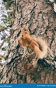Image result for Russia Funny Squirrel