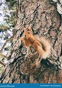 Image result for Russia Funny Squirrel