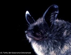 Image result for Adirondack Bats