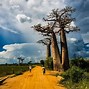 Baobabs 的图像结果