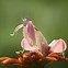 Image result for Exotic Praying Mantis