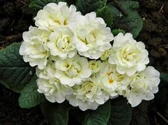 Image result for Primula Hemswell Blush