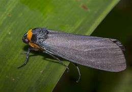 Image result for Micromonacha Bucconidae