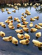 Image result for Cute Ducks in a Row