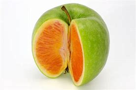 Image result for Orange Diamond Apple