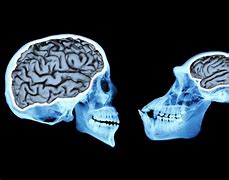 Image result for Brain Size Evolution