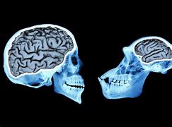 Image result for What Does Your Brain Look Like in Real Life