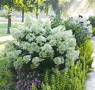 Image result for Hydrangea paniculata Butterfly (r)