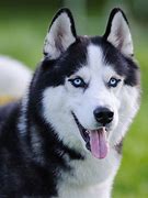 Image result for Who Are the Huskies