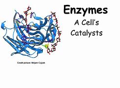 Image result for Where Are Enzymes in a Cell