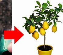 Image result for Grafting Citrus Trees