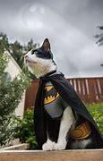 Image result for Batman Cat PFP