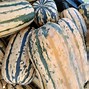Image result for Yellow Squash Green Stripes