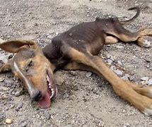 Image result for chien mort