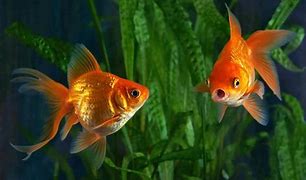Image result for Goldfish Aquarium Fish