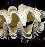 Image result for Large Clam Shell