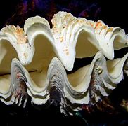 Image result for Large Clam Shell