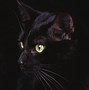 Image result for Black Cat Screensaver