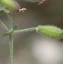 Bildergebnis für Saponaria ocymoides