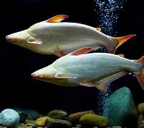 Image result for Large Freshwater Aquarium Fish