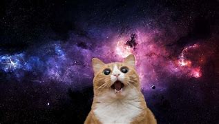 Image result for Space Cat Meme