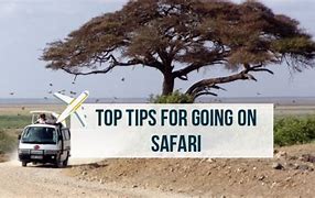 Image result for How Does a Safari Look Like