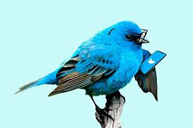 Image result for Twitter Bird Flying