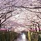 Image result for Cherry Blossom Japan Beautiful Spots