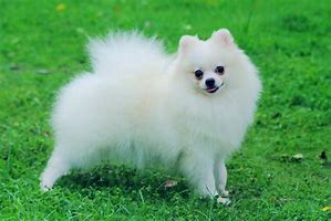 Image result for Pomeranian Puppy