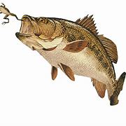 Image result for Bass Fishing Drawings