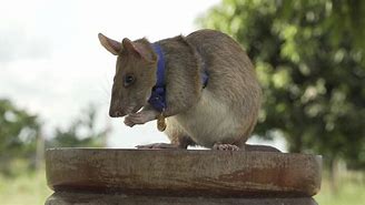 Image result for Land Mine Sniffing Rats