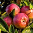 Image result for Mcintosh Apple Tree