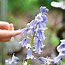 Image result for Blue Lily of the Valley