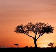 Image result for Kenya Masai Mara Sunset