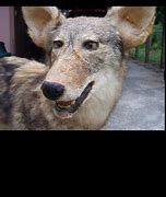 Image result for Taxidermy Wolf Meme