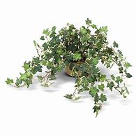 Image result for Faux Swedish Ivy