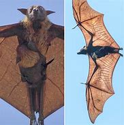 Image result for Female Giant Flying Fox Bat