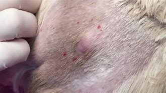 Image result for Sebaceous Cyst Dog Burst