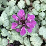 Image result for Lamium maculatum Sterling Silver