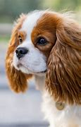 Image result for Cavalier King Charles Spaniel Puppies