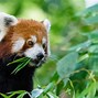 Image result for Panda Roux