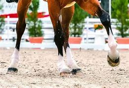 Image result for Half Pass Dressage Movement