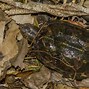 Image result for Kinosternon scorpioides