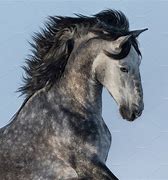 Image result for Dapple Grey Andalusian Horse